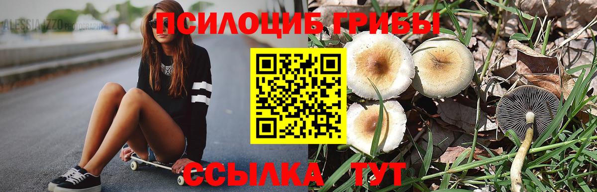 Галлюциногенные грибы Psilocybe Строитель